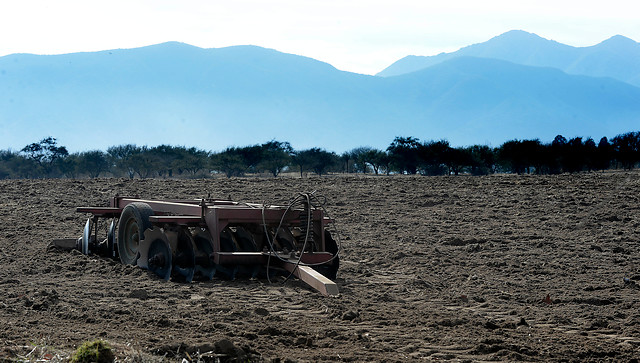 El doloroso saldo de la peor sequía en Chile: 10 mil animales han muerto entre las regiones de Coquimbo al Maule