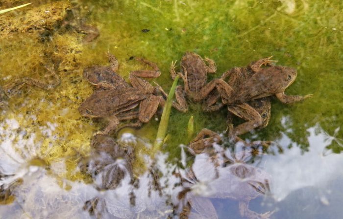 Equipo de rescate evacúa las últimas ranas del Loa de un hábitat peligrosamente seco en Chile Equipo de rescate evacúa las últimas ranas del Loa de un hábitat peligrosamente seco en Chile