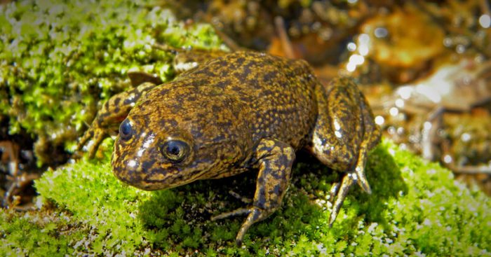 Equipo de rescate evacúa las últimas ranas del Loa de un hábitat peligrosamente seco en Chile Equipo de rescate evacúa las últimas ranas del Loa de un hábitat peligrosamente seco en Chile