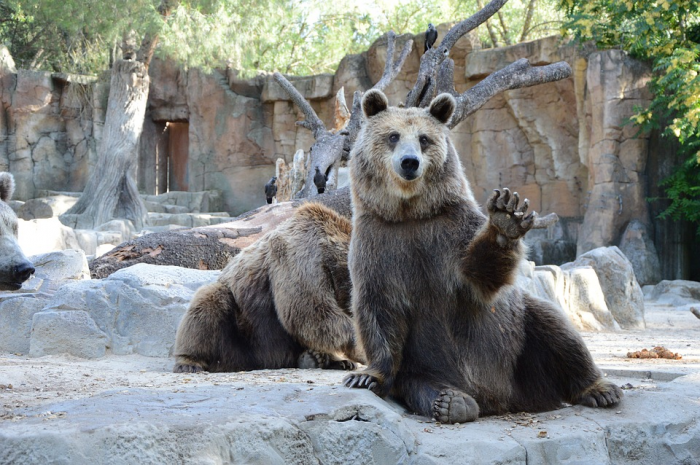 ¿Cerrar o mantener? El largo debate por los zoológicos en Chile ¿Cerrar o mantener? El largo debate por los zoológicos en Chile