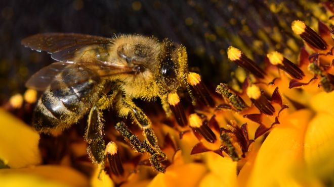 Investigadores explican por qué han muerto 500 millones de abejas en Brasil en solo 3 meses Investigadores explican por qué han muerto 500 millones de abejas en Brasil en solo 3 meses