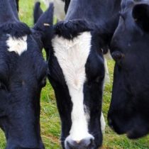 Las sorprendentes maneras para reducir los gases contaminantes que producen las vacas