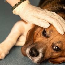 La misteriosa enfermedad que está matando perros en Noruega