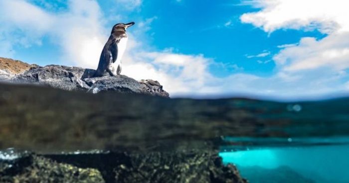 Corriente de Humboldt: el fenómeno por el que el mar de Chile y Perú es hasta 10 ºC más frío que otras zonas del Pacífico y cómo afecta al resto del mundo Corriente de Humboldt: el fenómeno por el que el mar de Chile y Perú es hasta 10 ºC más frío que otras zonas del Pacífico y cómo afecta al resto del mundo