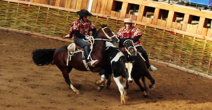 Aunque no les guste a los veganos, el Rodeo Chileno es deporte reconocido