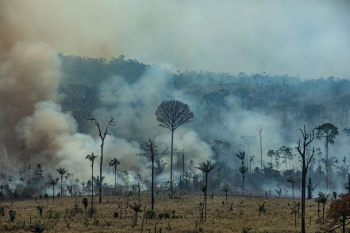 Dos tercios del bosque tropical ha sido destruido o maltratado en el mundo Dos tercios del bosque tropical ha sido destruido o maltratado en el mundo