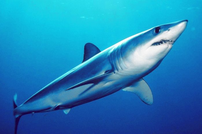 Tiburón mako: cómo uno de los peces más veloces y tenaces del mundo bordea la extinción Tiburón mako: cómo uno de los peces más veloces y tenaces del mundo bordea la extinción