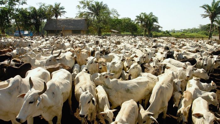 Sobre la carne, la Amazonía y las “fake news” Sobre la carne, la Amazonía y las “fake news”