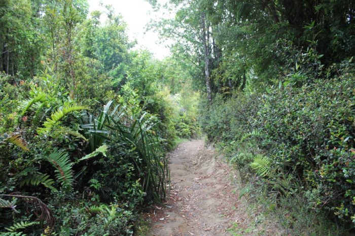 Sobre los compromisos climáticos de Chile en materia de bosques Sobre los compromisos climáticos de Chile en materia de bosques