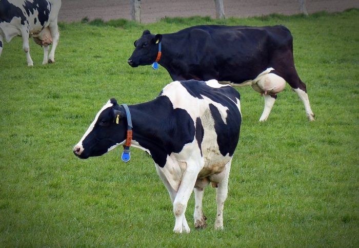 Asocian consumo de carne y lácteos al cáncer de mamas Asocian consumo de carne y lácteos al cáncer de mamas