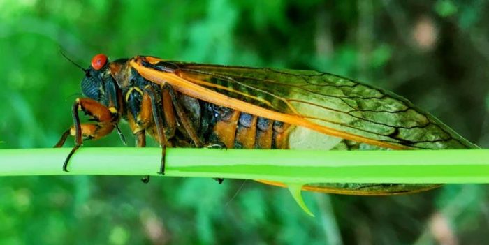 Naturaleza gore: Hongos alucinógenos, anfetaminas y orgías en insectos zombis Naturaleza gore: Hongos alucinógenos, anfetaminas y orgías en insectos zombis