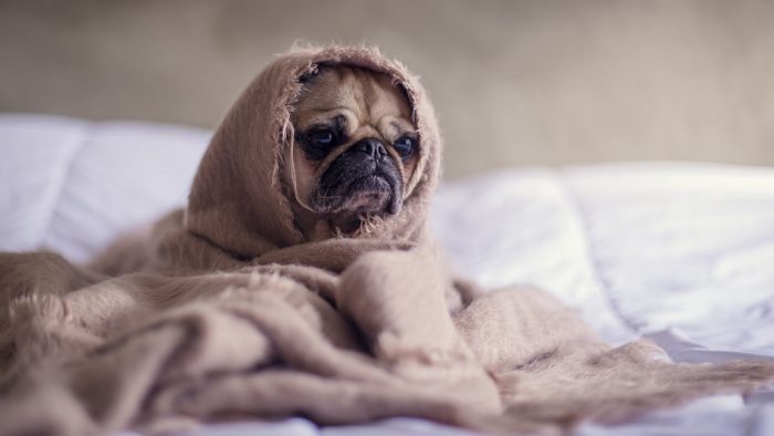 Cuáles son las razas de perros ideales para un departamento Cuáles son las razas de perros ideales para un departamento