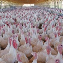 Perú y Hong Kong se suman a Argentina y cierran sus puertas a exportaciones avícolas chilenas por foco de influenza aviar