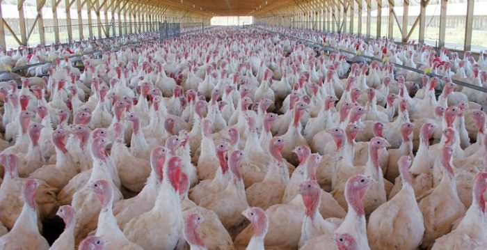 Perú y Hong Kong se suman a Argentina y cierran sus puertas a exportaciones avícolas chilenas por foco de influenza aviar