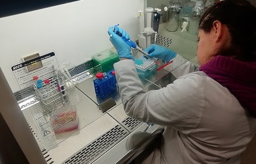 Proyecto Etnofarmacia Rapa Nui busca certificar propiedades curativas de plantas isleñas Proyecto Etnofarmacia Rapa Nui busca certificar propiedades curativas de plantas isleñas