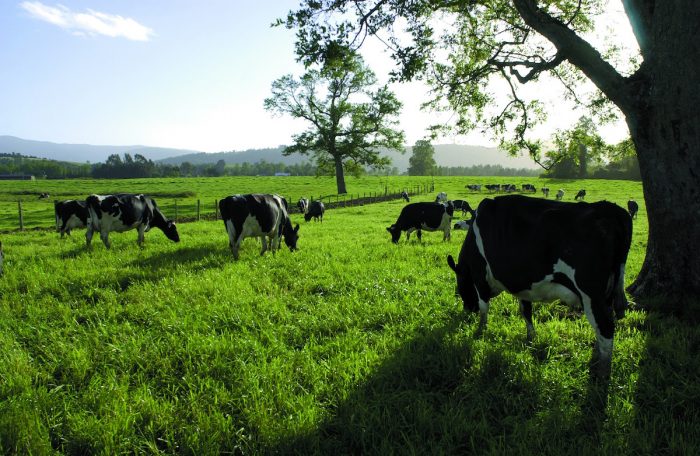 «Toda la evidencia científica a la fecha sugiere que hoy somos lo que somos, es decir, que evolucionamos, gracias al consumo de carne y grasa»