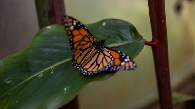 Los secretos evolutivos por los que la mariposa monarca puede comer una planta venenosa sin morir Los secretos evolutivos por los que la mariposa monarca puede comer una planta venenosa sin morir