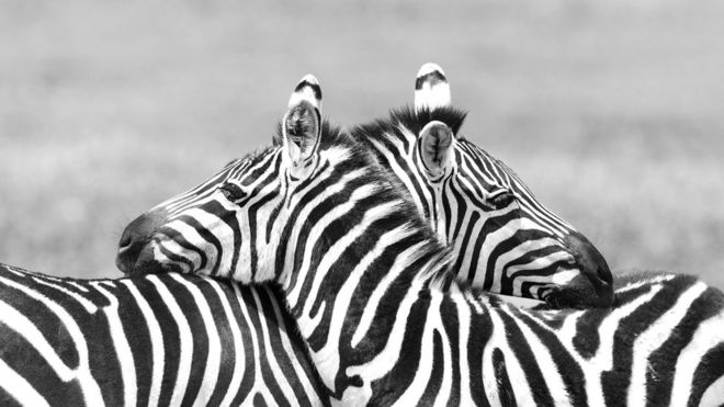 Cinco animales que podrían ayudarnos a vencer algunas enfermedades humanas Cinco animales que podrían ayudarnos a vencer algunas enfermedades humanas