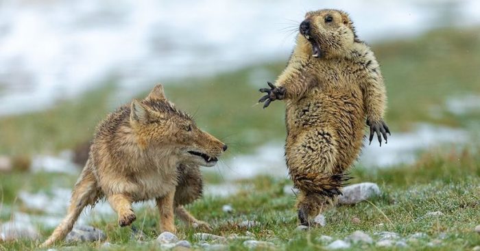 Fotógrafo de Vida Silvestre 2019: el encuentro mortal entre un zorro y una marmota, la espectacular imagen ganadora del concurso
