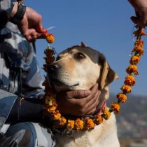 Por qué Nepal honra a los perros en la fiesta de Tihar