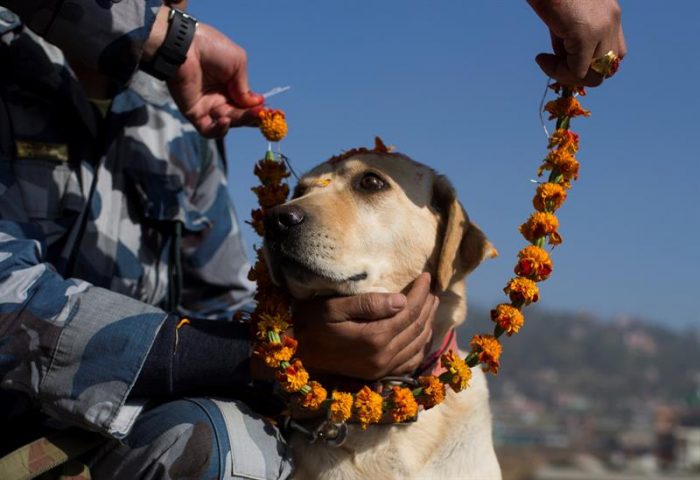 Por qué Nepal honra a los perros en la fiesta de Tihar Por qué Nepal honra a los perros en la fiesta de Tihar