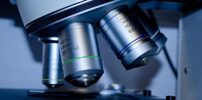Usan gusanos para identificar los puntos débiles de células tumorales humanas Usan gusanos para identificar los puntos débiles de células tumorales humanas