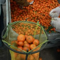Red de Alimentos triplica el rescate de frutas y hortalizas destinadas a la población más vulnerable en Chile