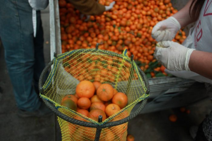Red de Alimentos triplica el rescate de frutas y hortalizas destinadas a la población más vulnerable en Chile Red de Alimentos triplica el rescate de frutas y hortalizas destinadas a la población más vulnerable en Chile