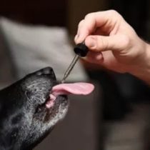 Desarrollan exitoso tratamiento alternativo para la dermatitis atópica en perros