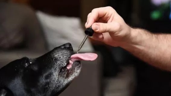 Desarrollan exitoso tratamiento alternativo para la dermatitis atópica en perros Desarrollan exitoso tratamiento alternativo para la dermatitis atópica en perros