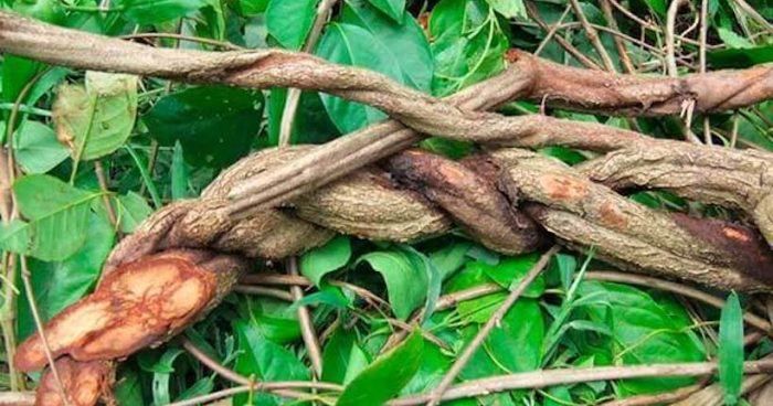 Estudio indicó qué tipos de plantas psicoactivas utilizaba cultura que habitó el norte de Chile hace más de 1000 años Estudio indicó qué tipos de plantas psicoactivas utilizaba cultura que habitó el norte de Chile hace más de 1000 años
