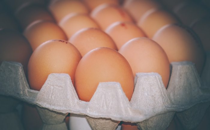Preocupación por bienestar animal creció tras día internacional del huevo