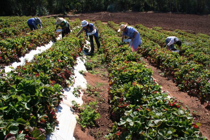 El rol de las mujeres en el mundo cooperativo agrícola El rol de las mujeres en el mundo cooperativo agrícola