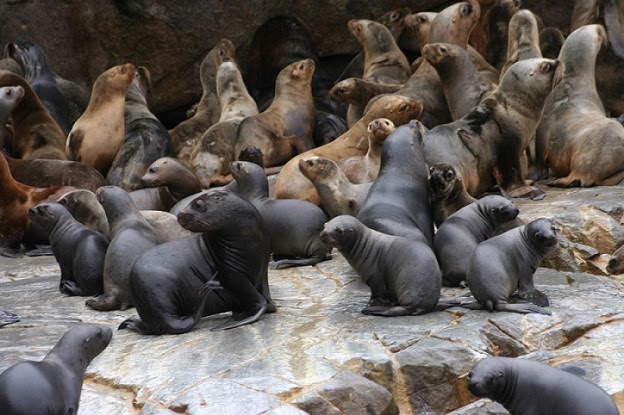 Presentan resultados de primer censo nacional de lobos marinos Presentan resultados de primer censo nacional de lobos marinos