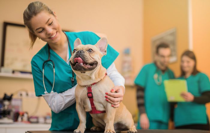 Marihuana para mascotas: ¿es recomendable su uso medicinal en perros y gatos? Marihuana para mascotas: ¿es recomendable su uso medicinal en perros y gatos?