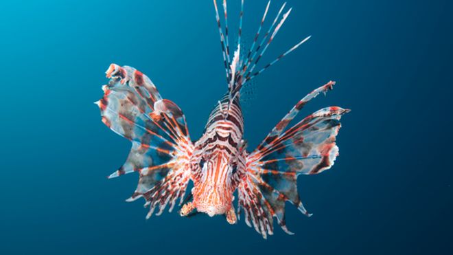 Las 7 de las especies invasoras que más daño están causando en América Latina Las 7 de las especies invasoras que más daño están causando en América Latina