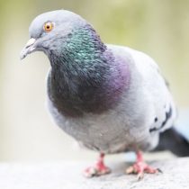 Las palomas se meriendan el patrimonio