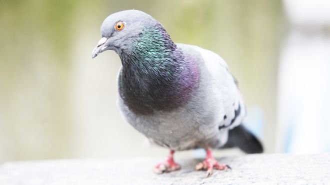 Por qué hay más palomas con las garras mutiladas cerca de las peluquerías Por qué hay más palomas con las garras mutiladas cerca de las peluquerías