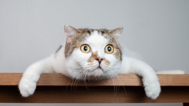 ¿Por qué creemos que los gatos son menos cariñosos y amigables que los perros? ¿Por qué creemos que los gatos son menos cariñosos y amigables que los perros?