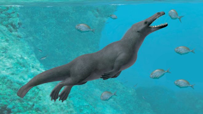 El extraordinario fósil de Perú que revela cómo las ballenas con cuatro patas llegaron a Sudamérica