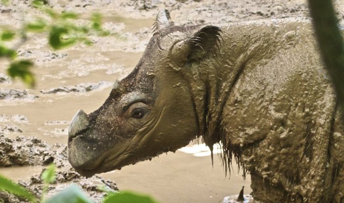 Murió el último rinoceronte de Sumatra que habitaba en Malasia