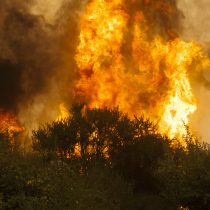 Advierten afectación de unos de los bosques más añosos de la Región del Maule
