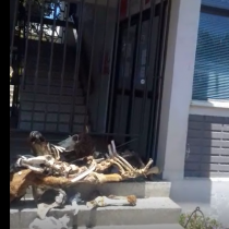 Manifestantes dejan restos de animales en el frontis de la Gobernación de Petorca