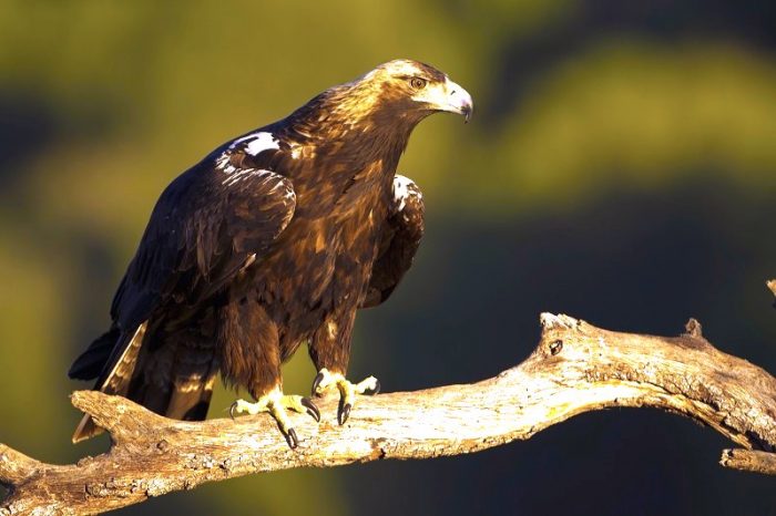 Daño al sistema inmune y desplazamiento geográfico: los efectos del cambio climático en las aves Daño al sistema inmune y desplazamiento geográfico: los efectos del cambio climático en las aves