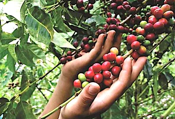 Café Femenino, café que empodera: una experiencia de inclusión social Café Femenino, café que empodera: una experiencia de inclusión social