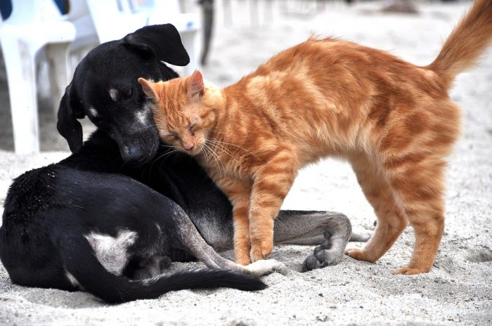 #NoSonMuebles: buscan que los animales sean considerados en la nueva Constitución #NoSonMuebles: buscan que los animales sean considerados en la nueva Constitución
