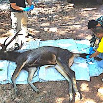 Tailandia: hallan cadáver de ciervo con siete kilos de plástico en su estómago
