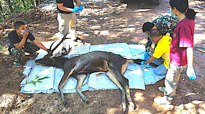 Tailandia: hallan cadáver de ciervo con siete kilos de plástico en su estómago Tailandia: hallan cadáver de ciervo con siete kilos de plástico en su estómago