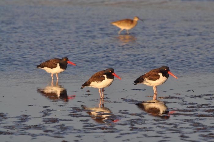 Consejo de Ministros aprueba protección para humedales del Río Maipo y Maullín Consejo de Ministros aprueba protección para humedales del Río Maipo y Maullín