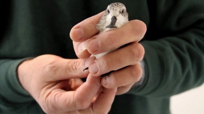 “Aunque ninguna especie debería extinguirse, algunas lo harán”: en qué se basan los científicos para elegir las especies que salvan “Aunque ninguna especie debería extinguirse, algunas lo harán”: en qué se basan los científicos para elegir las especies que salvan